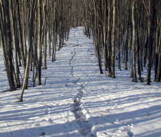 20150104_papuk_019