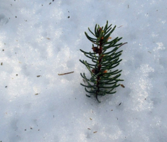 20150104_papuk_023