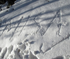 20150104_papuk_025