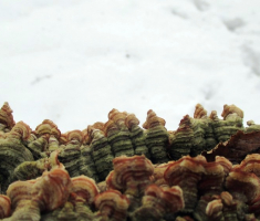 20150104_papuk_029