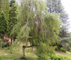 dscn4243
