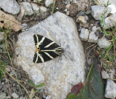 20140817_krndija_033