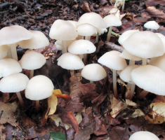 20140907_papuk_12