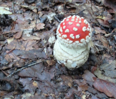 20140907_papuk_16