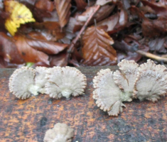 20141026_papuk_006