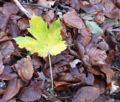 20141026_papuk_041