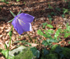 20141102_papuk_040