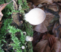20141102_papuk_041