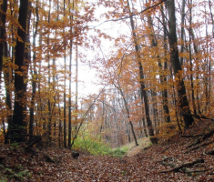 20141109_krndija_031