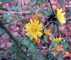 20141109_krndija_033