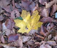 20141109_krndija_034