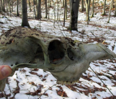 20141214_papuk_028