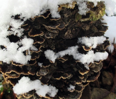 20141226_papuk_036