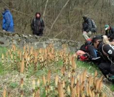 20150405_papuk_madjari_013