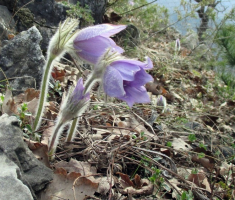 20150405_papuk_madjari_024