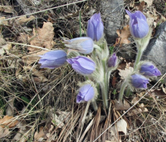 20150405_papuk_madjari_026