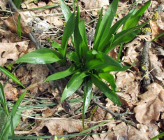 20150405_papuk_madjari_029