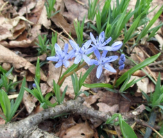20150405_papuk_madjari_038
