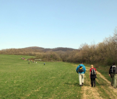 20150412_mecsek_020