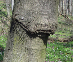 20150412_mecsek_027