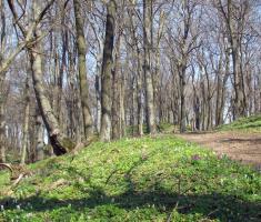 20150412_mecsek_028