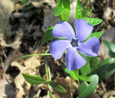 20150412_mecsek_048