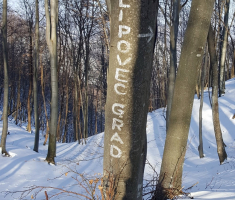 20170121_mala_sojka_007