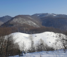 20170121_mala_sojka_008