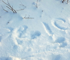 20170121_mala_sojka_014