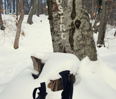 20170121_mala_sojka_015