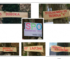 Rute