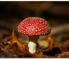 strazeman_00022