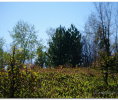 strazeman_00024