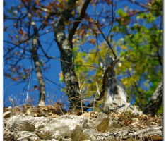 strazeman_00034