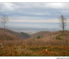 pogled