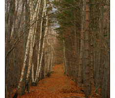 šuma