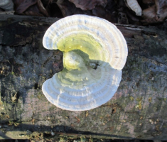 20141221_krndija_018