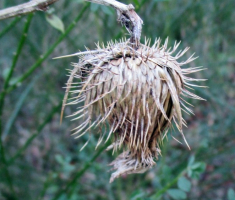 20141221_krndija_036