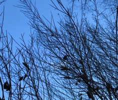 20141221_krndija_037