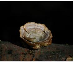 papuk_00012