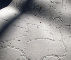 20170122_dilj_gora_032