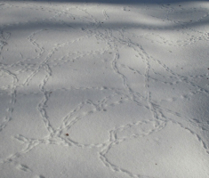 20170122_dilj_gora_033