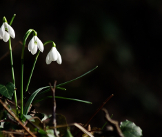 20090322_papucki_jaglaci_029