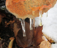 20151122_krndija_014