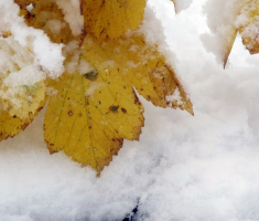 20151122_krndija_038