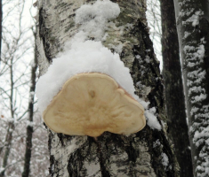 20151122_krndija_045