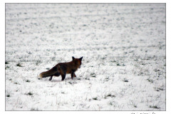 23.01.2010. Kutjevačko Vincelovo