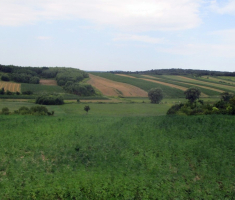 20170723_borovik_033