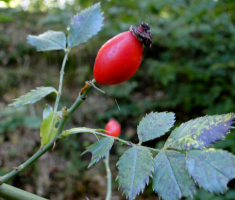 20150923_davor_matas_004