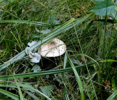 20150923_davor_matas_022
